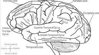 Frontal Lobes Brain Hemisphere Synchronization  Healing Rife Frequency [upl. by Schnell217]