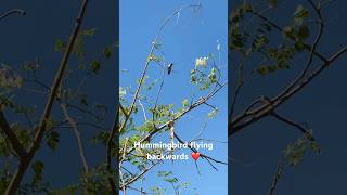 Want to see hummingbird flying backwards hummingbird nature shortvideo [upl. by Meeka134]