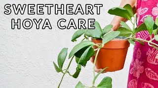 SWEETHEART HOYA HOW TO CARE FOR A HOYA KERRII  JoyUsGarden [upl. by Zoltai119]