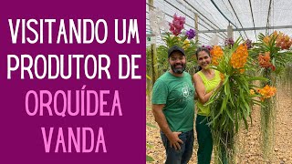 ORQUÍDEAS Conheci uma produção de ORQUÍDEAS VANDA e dei várias dicas de como CULTVÁLAS [upl. by Emmalee]