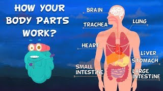 How Do Your Body Parts Work  Non Stop Episodes  The Dr Binocs Show  PEEKABOO KIDZ [upl. by Pretrice]