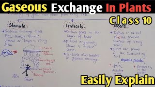 Gaseous Exchange In Plants In Urdu Hindi  Class 10 Biology [upl. by Keane]