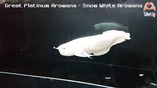 Worlds most expensive fish Snow white or platinum arowana Albino arowana Expensive fish [upl. by Arikat]