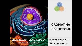 CROMATINA CROMOSOMA 2024 [upl. by Tiffani396]