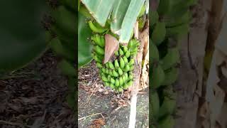 WOW 😲😳 LOOK MY ANTIGUAN 🇦🇬 BACK YARD GARDEN short [upl. by Llohcin]