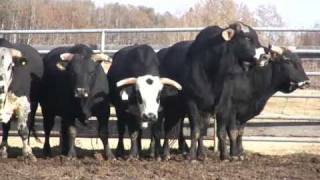 Canadian Finals Rodeo Bucking Bulls [upl. by Ewan]