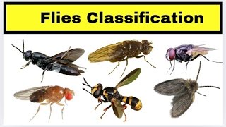 The Fly Kingdom  Types of Flies [upl. by Mariellen]