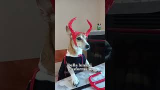 Il conte dracula🧛‍♂️😂 merybijouesciarpina jackrussell comedy pinoeglianticorpi [upl. by Wallace]