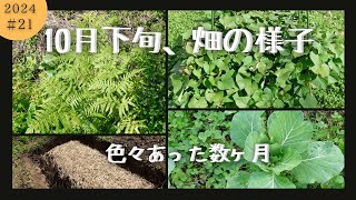 【ワラビ畑】鹿の食害、果樹・野菜の成長、10月下旬 畑の近況報告 [upl. by Kyla]