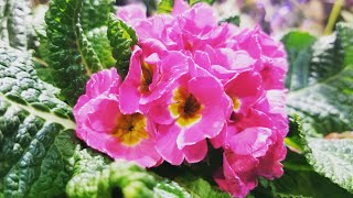 Primrose Care Primulas [upl. by Conard]