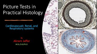 Picture Tests in Histology CVS Respiratory Renal [upl. by Elreath974]