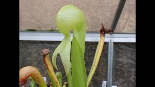 Time Lapse Darlingtonia californica [upl. by Notyap]