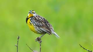 Western Meadowlark [upl. by Centeno411]