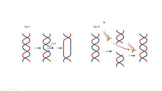 Topoisomerase I II molecular biology mp4 [upl. by Nwahshar]