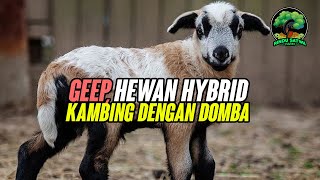 Geep Hewan Hybrid Kambing dengan Domba [upl. by Hayley]