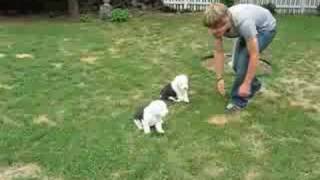 Old English Sheepdog Puppies [upl. by Adnara888]