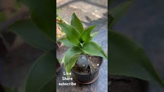 Callisia hanging basket plant inch plant bollywood music gardening callisia [upl. by Yvonne749]