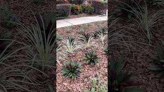 ✨Front Yard Makeover Update✨ gardendesign lowmaintenanceplants youtubeshorts [upl. by Vander]