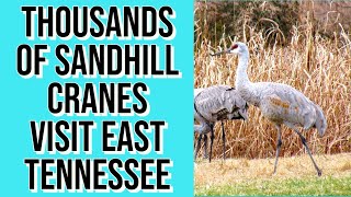 Thousands of Sandhill Cranes visit East Tennessee [upl. by Eeruhs]