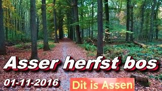 Asser Herfst Bos 01112016 [upl. by Nesnej]