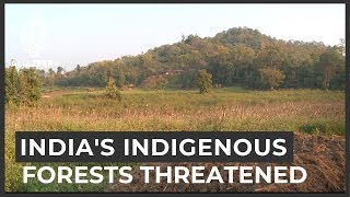 Indias indigenous right to live in forests under threat [upl. by Vita]