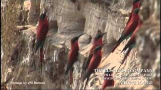 Southern Carmine beeeater colony Luangwa Zambia [upl. by Yltsew287]