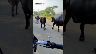 Murrah Bhesh🐃❤️‍🔥 murrahbhains villagelife 5starmurrah dailyvlog shortsf kumawatpushkar007 [upl. by Kinata]