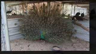 Conner Hills Peacocks and Fowl [upl. by Boothe]