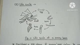 Social organization in insects  Msc first semester  Subject  Animal behaviour  hindi notes [upl. by Anelec631]