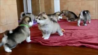 Alaskan malamute puppies [upl. by Lundell]