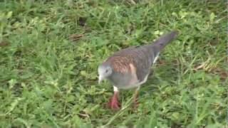 Barshouldered Dove Geopelia humeralis 21 Jan 2012 [upl. by Maya]