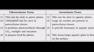 Difference between Chlorenchyma TissueAerenchyma TissueAR Edusite📘📗📘📗🥰 [upl. by Tolmach]