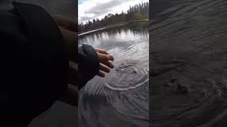 Stocked trout fishing rainbow trout with a spoon pnw trout fishing troutfishing ￼pnw [upl. by Ynohtnakram]