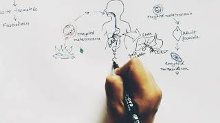 Fasciola Hepatica lifecycle  Hindi   Liver Fluke  Lifecycle [upl. by Attennod881]