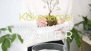 How to Water Your Kokedama [upl. by Avaria]