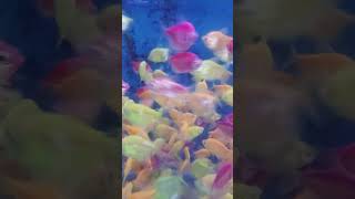 Tetra fish fish aquaculture aquarium viralshorts [upl. by Yrolam]