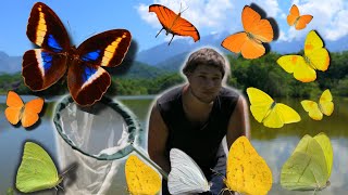 Butterflies in Brazil Wild Brazil  BUTTERFLY Expedition Atlantic Rainforest with Bart Coppens [upl. by Atniuq]