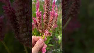 How to save celosia seeds Easily [upl. by Morey]