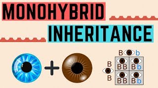 A2 Biology  Monogenic inheritance OCR A Chapter 202 [upl. by Etteval]