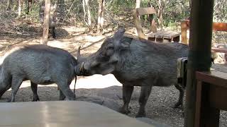 Kilimanjaro Safari Disneys Animal Kingdom Disney World HD Gorgeous Pandavision [upl. by Ramunni338]