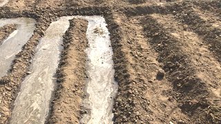 Irrigating Garlic with Furrow irrigation and Flood Irrigation  First Watering Garlic  How we water [upl. by Vernier]