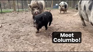 Welcome Columbo the Kune Kune Piglet [upl. by Asirrom]