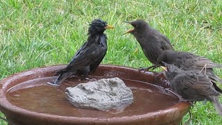 European Starling family triplets bathing  first lessons [upl. by Anaugahs]