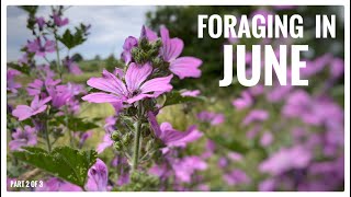 Foraging in June Part 2 of 3  UK Wildcrafts Foraging Calendar Series [upl. by Wsan]