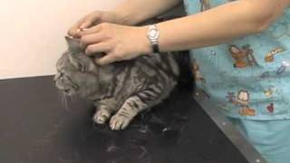 How to Apply Worming and Flea SpotOn Treatments to your Cat by Cats Whiskers Vets Worthing [upl. by Ecerehs623]