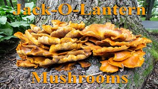 Jack O Lantern Mushroom [upl. by Ainekahs]