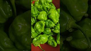 Habanero pepper harvest nature garden [upl. by Ateloj]