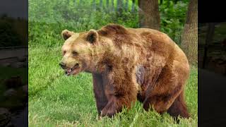 Ursus arctos arctos — європейський бурий ведмідь  Eurasian brown bear [upl. by Hanah]