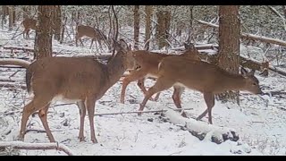 Spring Trail Camera Videos [upl. by Aekim]