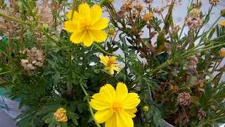 692  How to collect n save Candytuft and Calendula seed Hindi Urdu 22318 [upl. by Bokaj548]